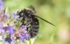 Xylocopa violacea